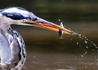 6 Heron.jpg